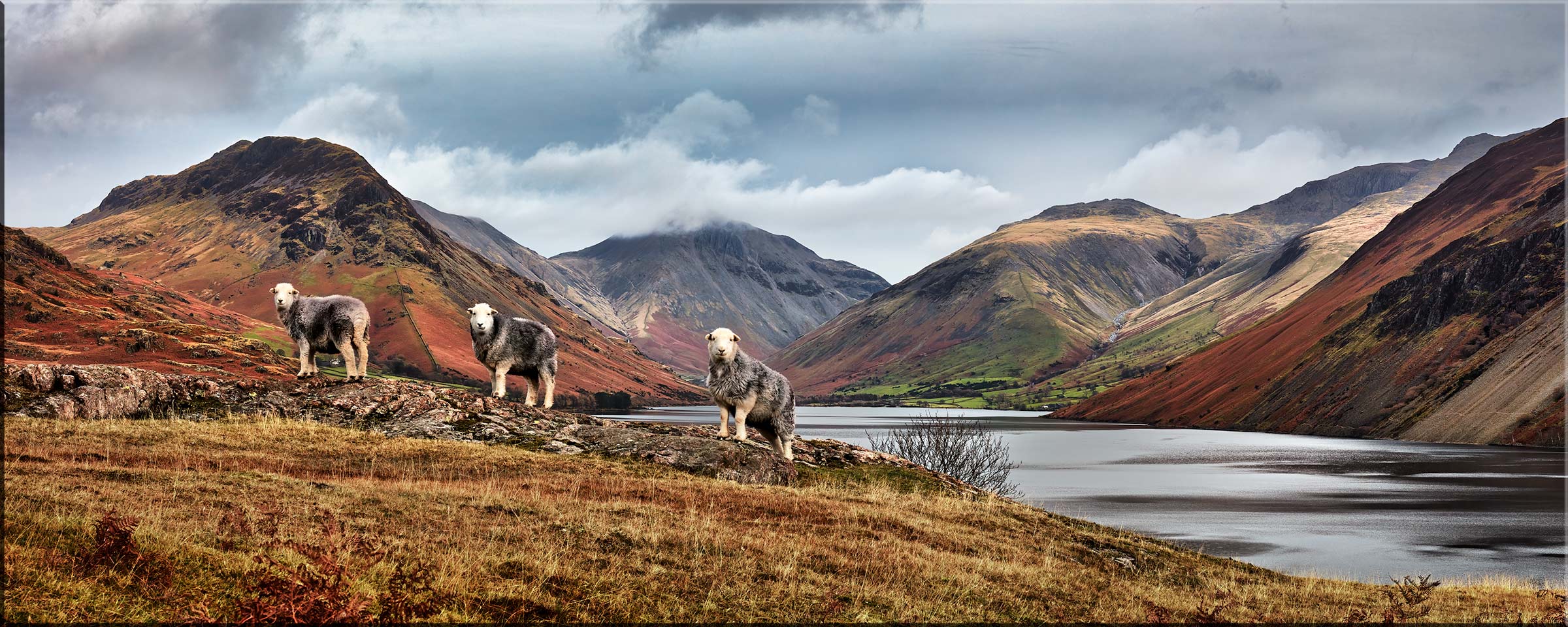 Three Sheep at Wastwater - Canvas