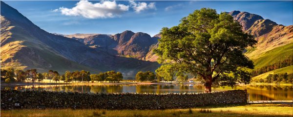 The Buttermere Oak Tree - Canvas Print