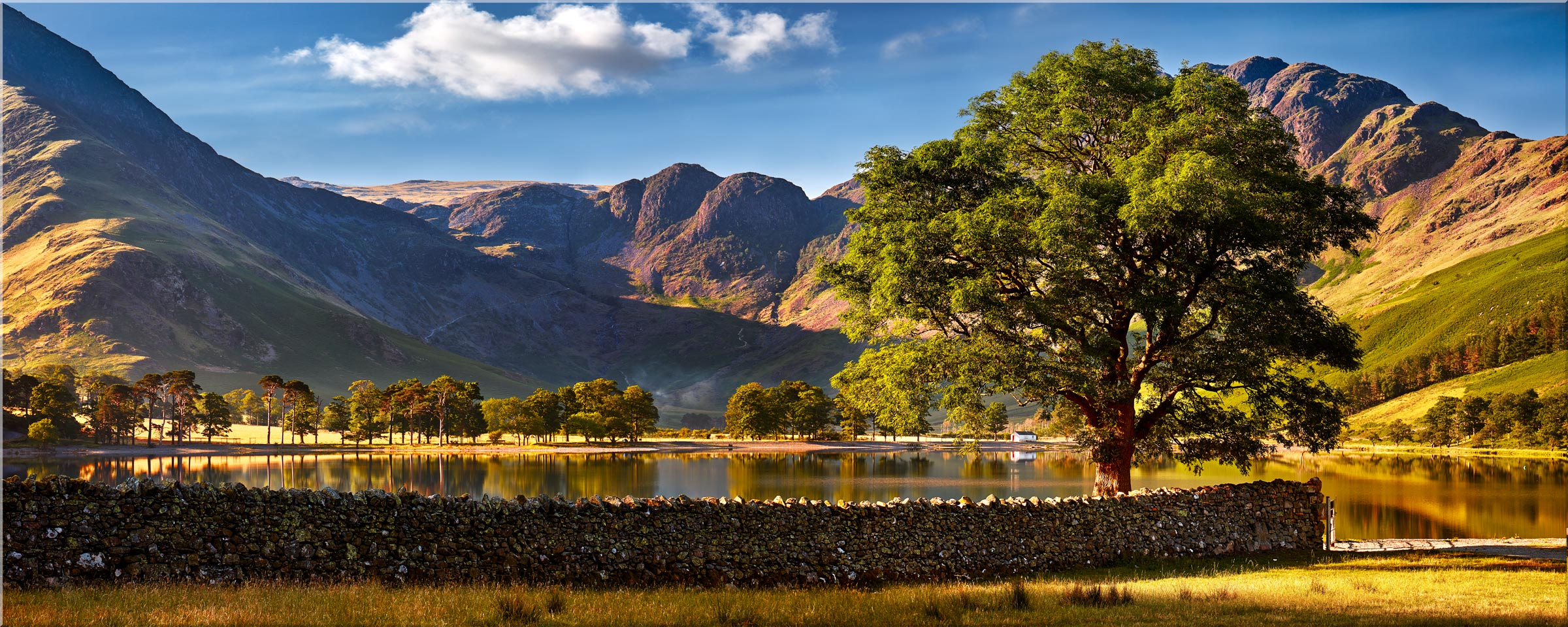 The Buttermere Oak Tree - Canvas