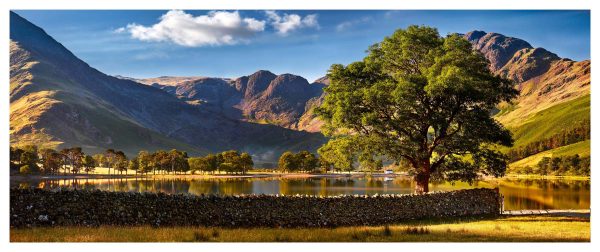 The Buttermere Oak Tree Glossy Print
