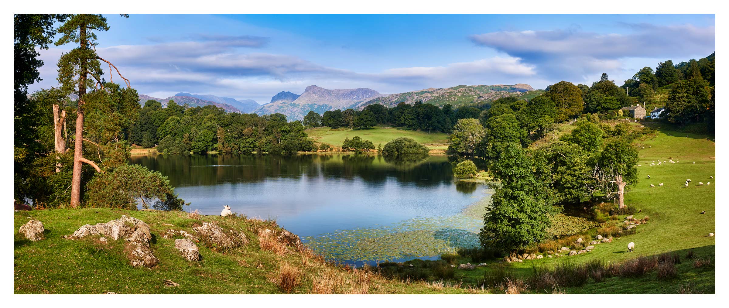 Summer Greens of Loughrigg Tarn - Print