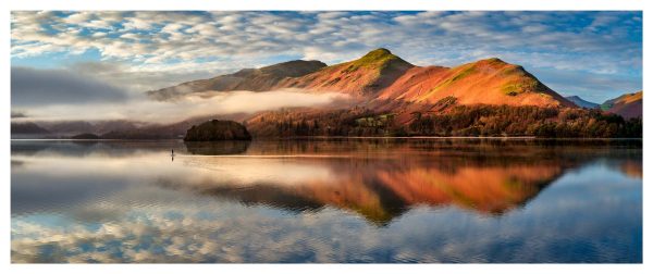 Golden Cat Bells Glossy Print