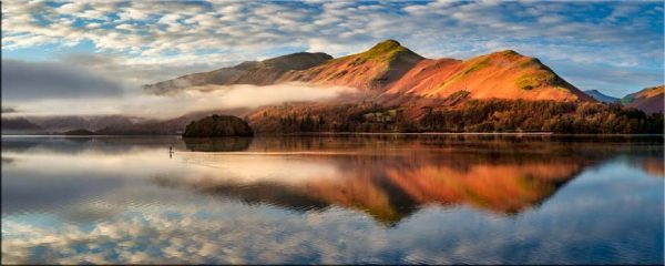 Golden Cat Bells - Canvas
