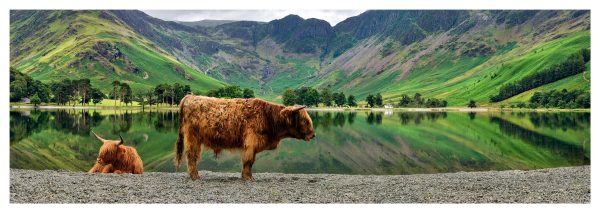 Big Beef Buttermere Glossy Print