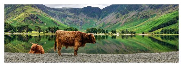Big Beef Buttermere - Print