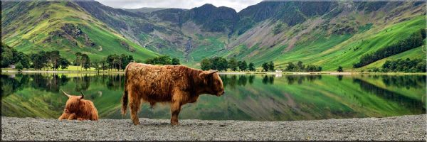 Big Beef Buttermere - Canvas