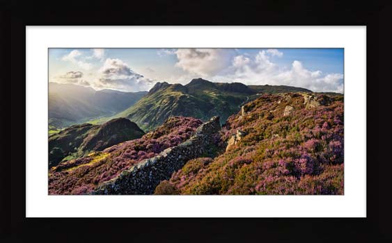 Lingmoor Fell Heather in Bloom