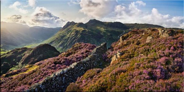 Lingmoor Fell Heather in Bloom - Canvas