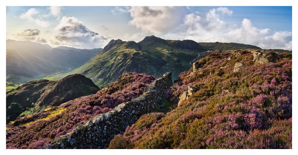Lingmoor Fell Heather in Bloom - Print