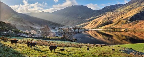 Buttermere Sunbeams and Sheep - Canvas