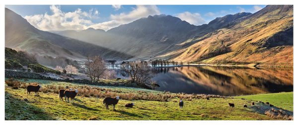 Buttermere Sunbeams and Sheep - Print