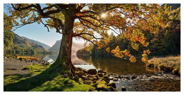 Golden Tree of Buttermere Glossy Print