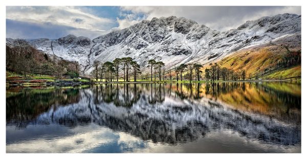 Buttermere Trees in Winter - Print