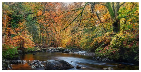 Golden Trees of Eskdale - Print