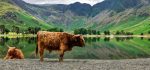 Buttermere - Mugs - Big Beef Buttermere