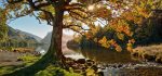 Buttermere - Mugs - Golden Tree of Buttermere