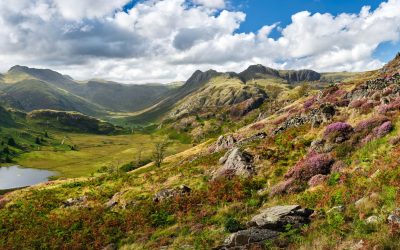 Langdale - Mugs - Purples and Greens of Langdale