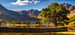 Buttermere - Mugs - The Buttermere Tree