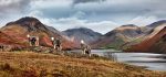 Wastwater - Mugs - Three Sheep at Wast Water