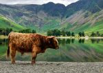 Buttermere - Big Beef Buttermere