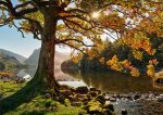 Buttermere - Cards - Golden Buttermere