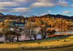 Waters and Tarns - Cards - Wandering Sheep Loughrigg Tarn