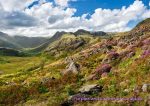 Langdale - Cards - Purples and Greens of Langdale