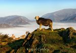 Grasmere - Cards - King of Cumbria