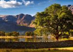 Buttermere - Cards - The Buttermere Tree
