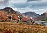 Wastwater - Three Sheep at Wast Water