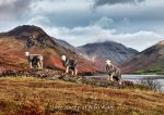 Wastwater - Cards - Three Sheep at Wast Water