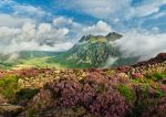 Langdale - Langdale Heather and Clouds