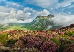 Langdale - Cards - Langdale Heather and Clouds