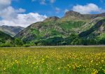 Langdale - Yellow Fields of Langdale