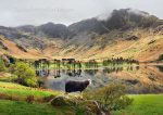 Buttermere - Cards - Herdwick of Buttermere