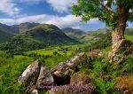 Borrowdale - Cards - Borrowdale Ferns and Foxgloves