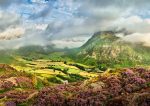 Langdale - Sheep in the Summer Heather