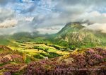 Langdale - Cards - Sheep in the Summer Heather