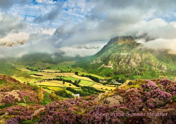 Langdale - Cards - Sheep in the Summer Heather