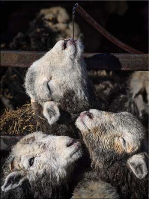 Happy Herdwicks - Canvas Print