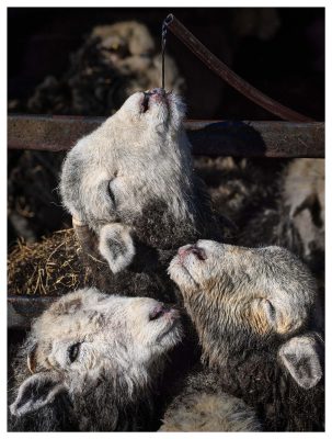 Happy Herdwicks - Print