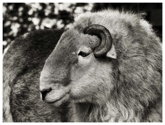 Rambo the Sagely Sheep - Print