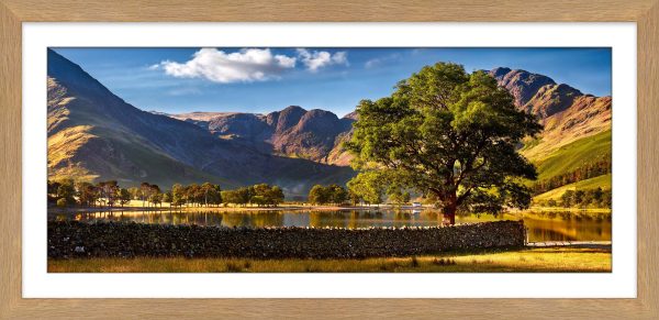 The Buttermere Oak Tree framed print with mount