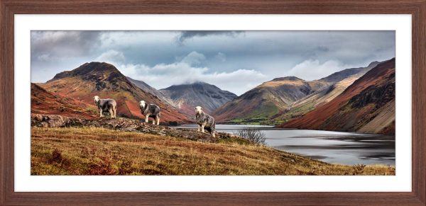 Three Sheep at Wastwater framed print with mount
