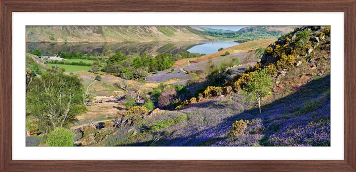 Rannerdale Bluebells and Gorse framed print with Mount