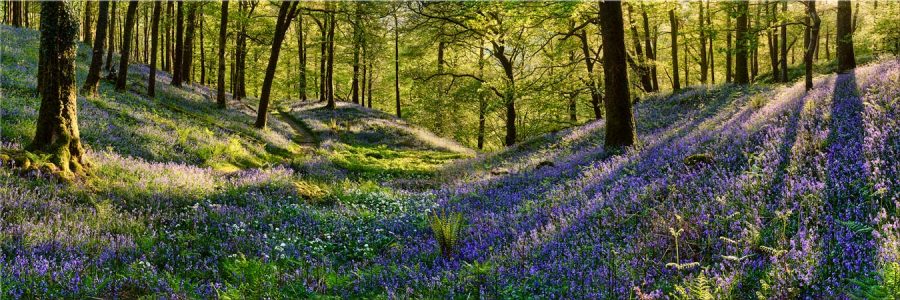 Fishgarth Woods Sunlight and Bluebells - Canvas