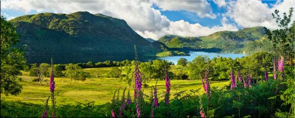Ullswater Foxgloves and Green Fells - Canvas