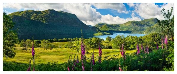 Ullswater Foxgloves and Green Fells - Fine Art Print