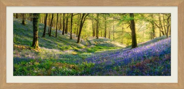 Fishgarth Path Through the Bluebells framed print with Mount