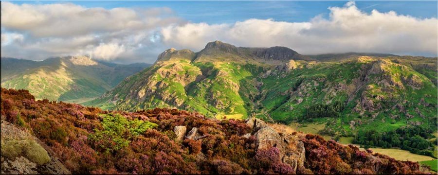 Heather and Pikes - Canvas